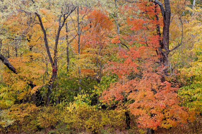 greenbrier country october color.jpg